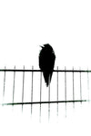 Crow.