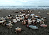 Beachcombing