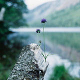 Glendalough, Co. Wicklow.