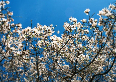 Cherry Blossom, Stephen's Green.