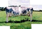 ooMMoo