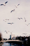 Feeding the Gulls.