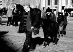 Smithfield Horse Fair, Dublin.